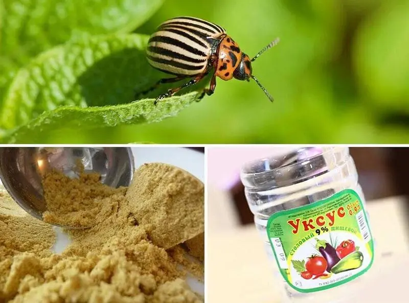 From the Colorado potato beetle mustard and vinegar: reviews