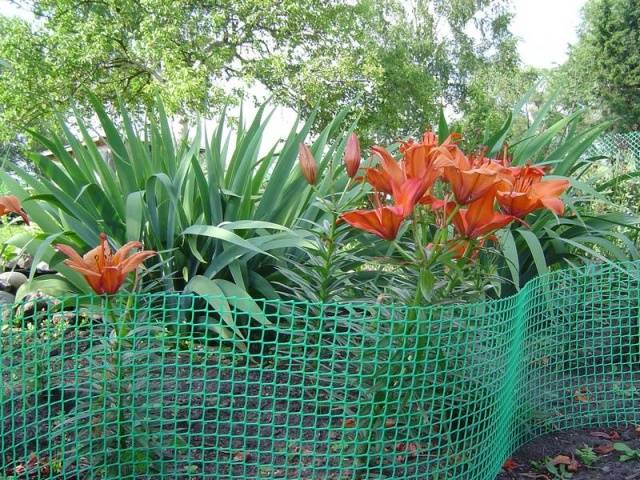 Front garden fence