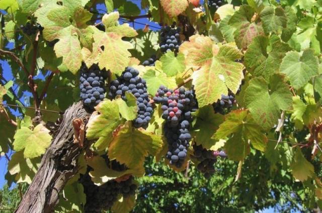 Frost-resistant grape varieties for the Moscow region