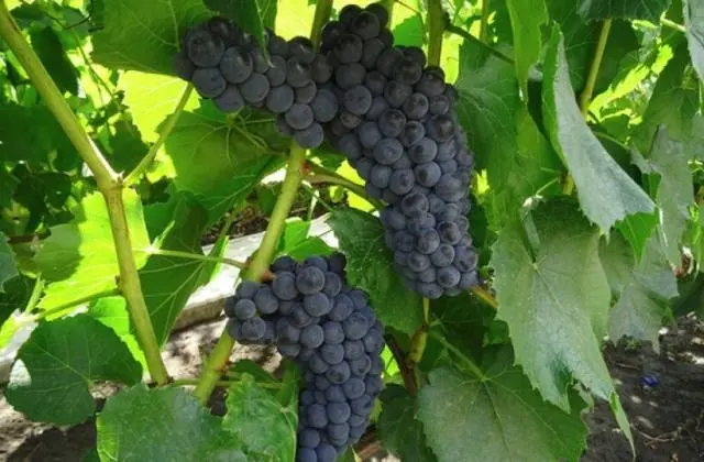 Frost-resistant grape varieties for the Moscow region