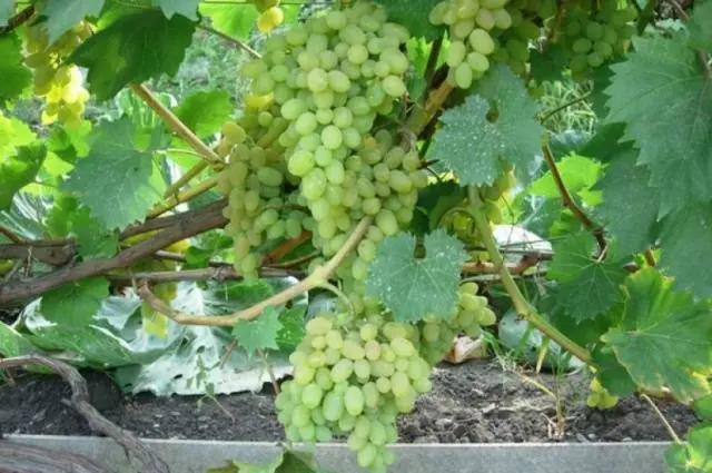 Frost-resistant grape varieties for the Moscow region