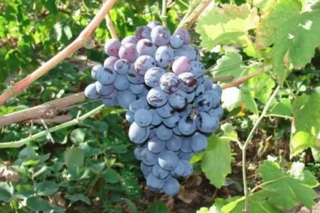 Frost-resistant grape varieties for the Moscow region