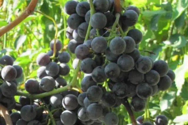 Frost-resistant grape varieties for the Moscow region