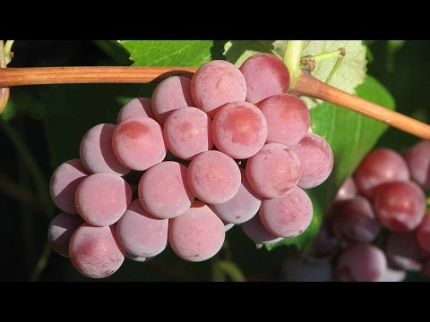 Frost-resistant grape varieties for the Moscow region