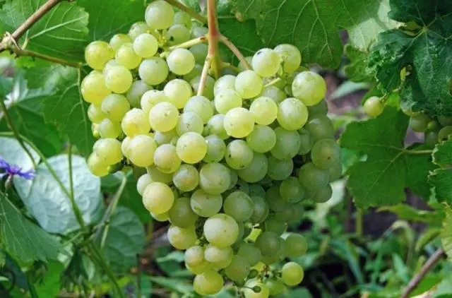 Frost-resistant grape varieties for the Moscow region