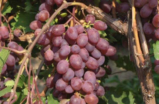 Frost-resistant grape varieties for the Moscow region