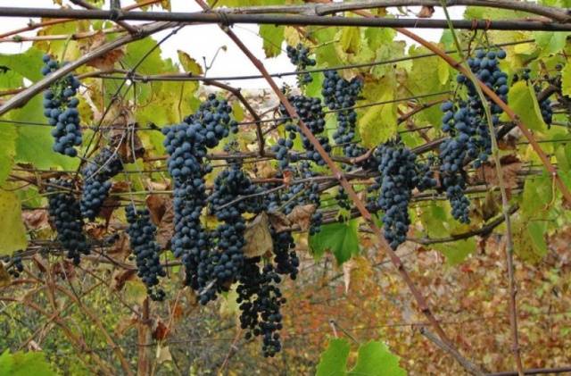 Frost-resistant grape varieties for the Moscow region