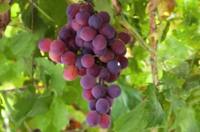 Frost-resistant grape varieties for the Moscow region