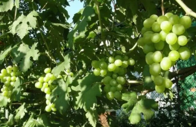 Frost-resistant grape varieties for the Moscow region