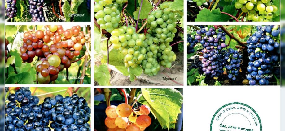 Frost-resistant grape varieties for the Moscow region