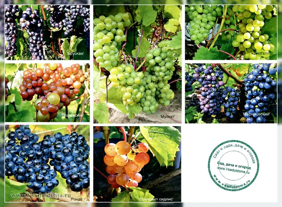 Frost-resistant grape varieties for the Moscow region