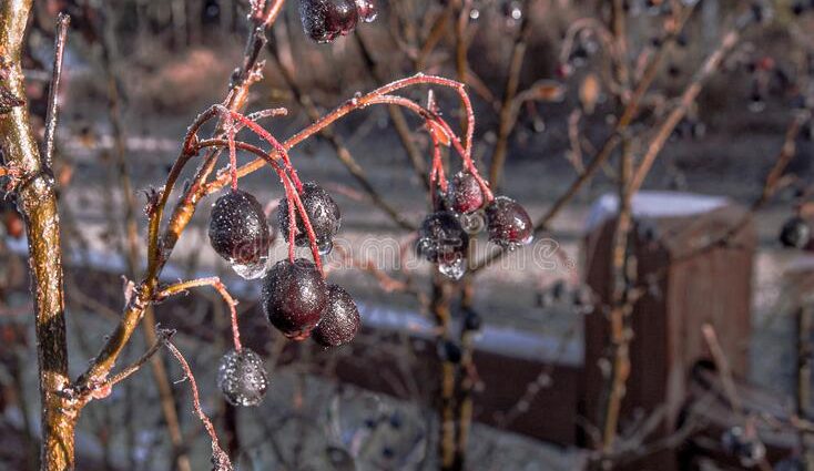 Frozen bird cherry