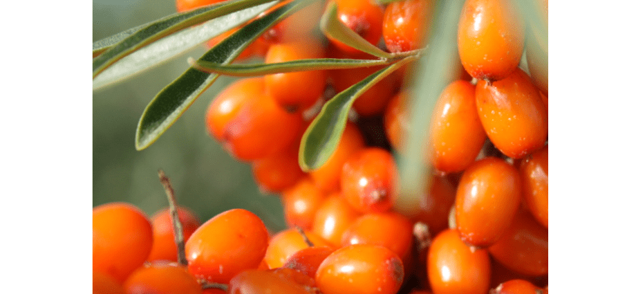 Frozen sea buckthorn