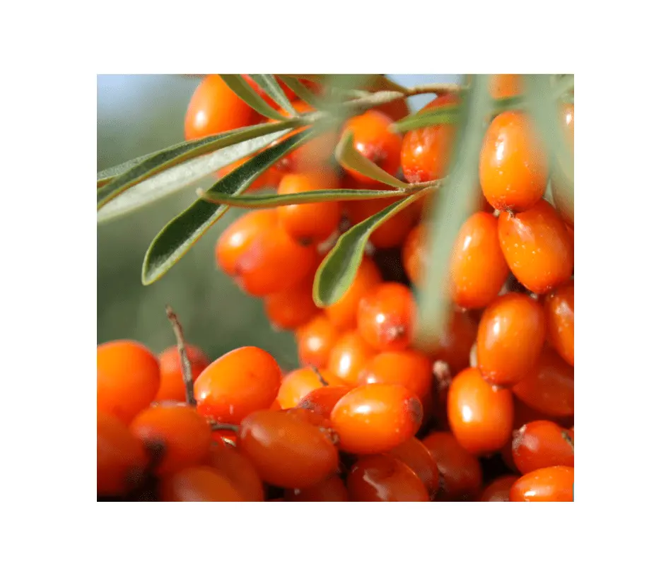 Frozen sea buckthorn