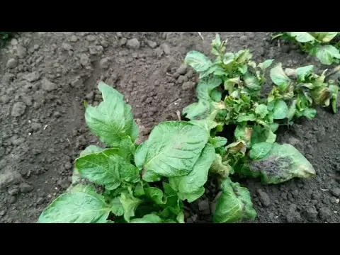 Frozen tops of potatoes: what to do