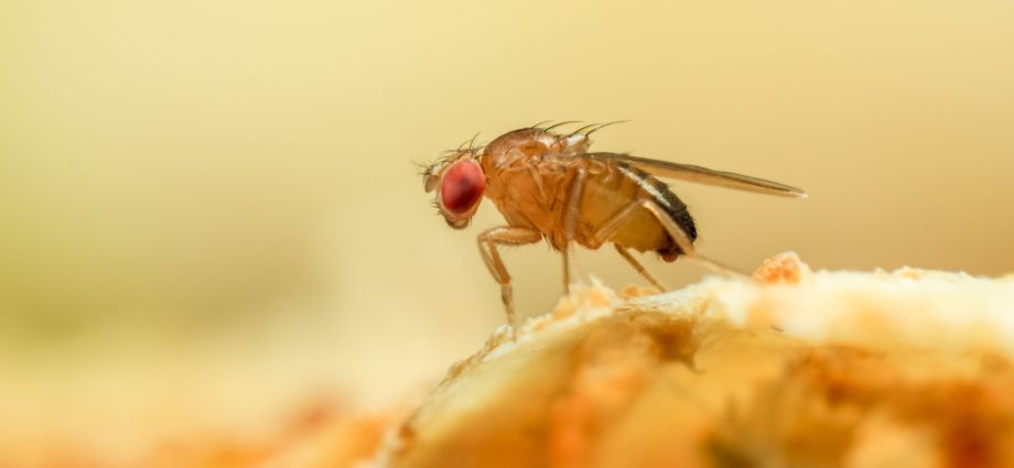 Fruit flies &#8211; how to get rid of them from home? [WE EXPLAIN]