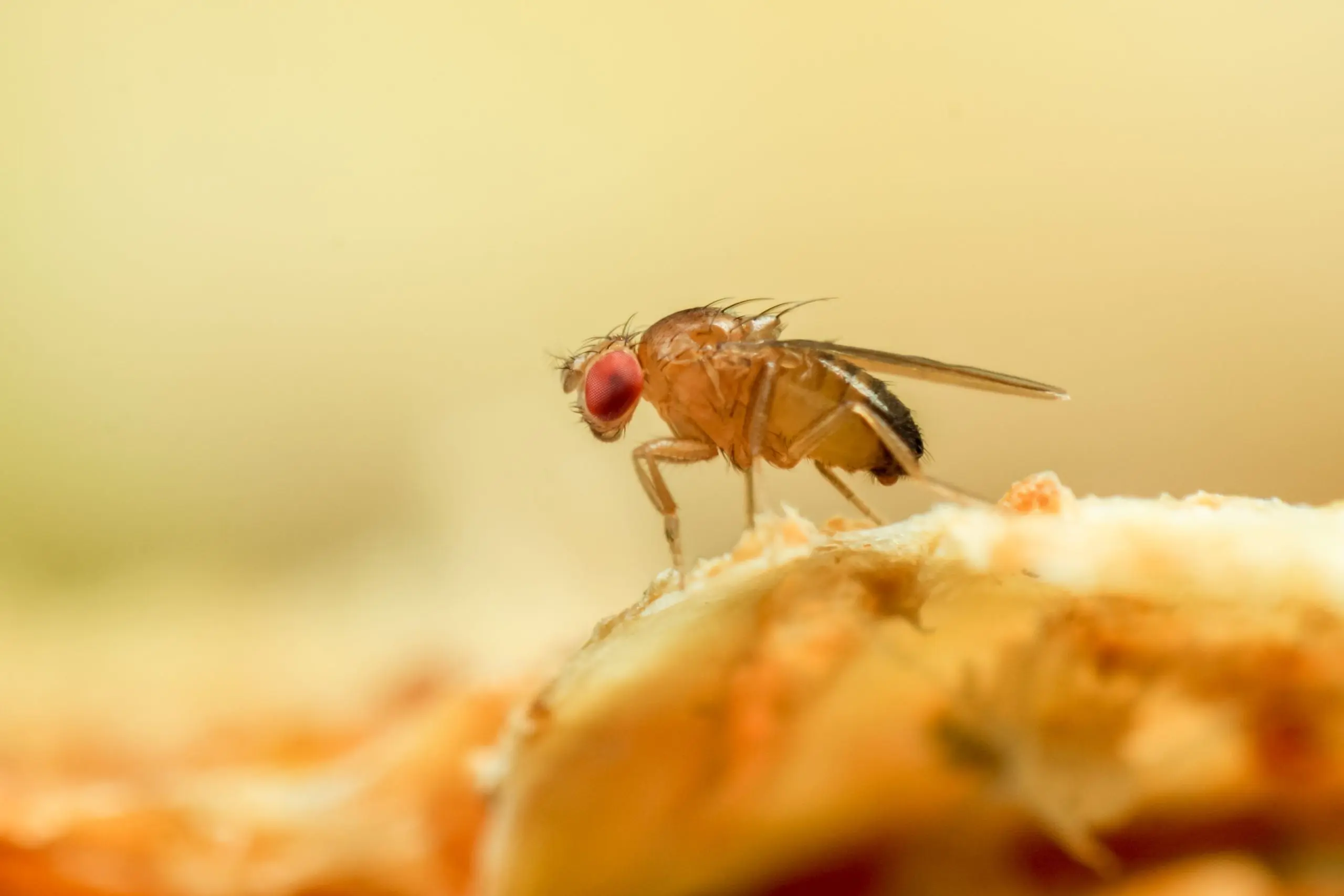 Fruit flies &#8211; how to get rid of them from home? [WE EXPLAIN]