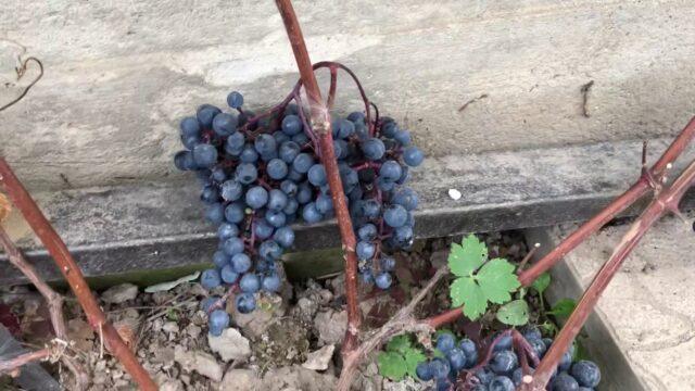 Fruit grapes Express early: variety description, ripening period