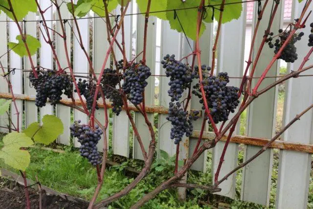 Fruit grapes Express early: variety description, ripening period