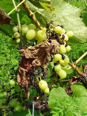 Fruit grapes Express early: variety description, ripening period