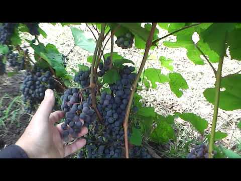 Fruit grapes Express early: variety description, ripening period