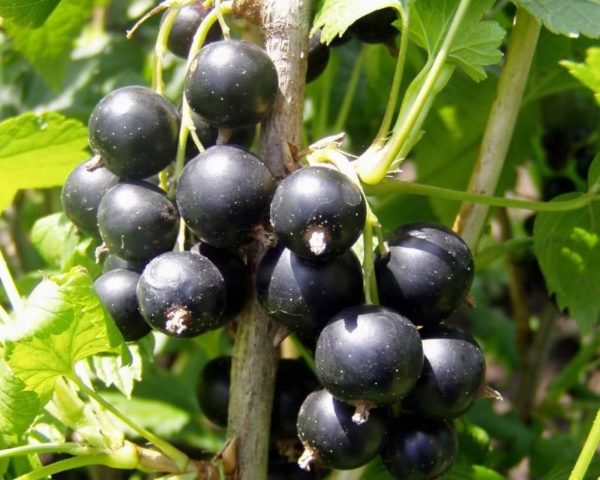 Fruitful sweet currant: red, black, white