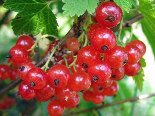 Fruitful sweet currant: red, black, white