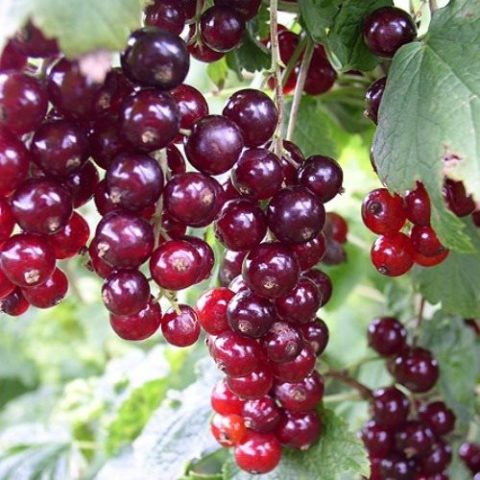 Fruitful sweet currant: red, black, white