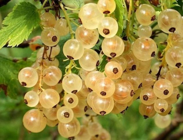 Fruitful sweet currant: red, black, white