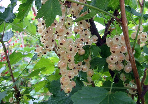 Fruitful sweet currant: red, black, white