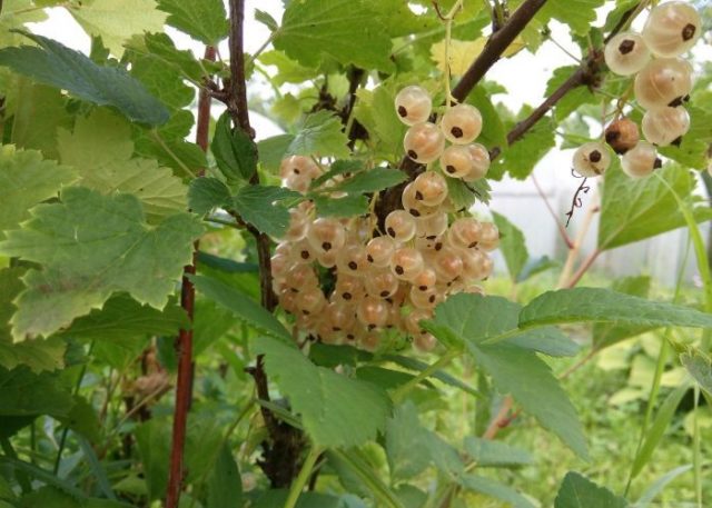 Fruitful sweet currant: red, black, white