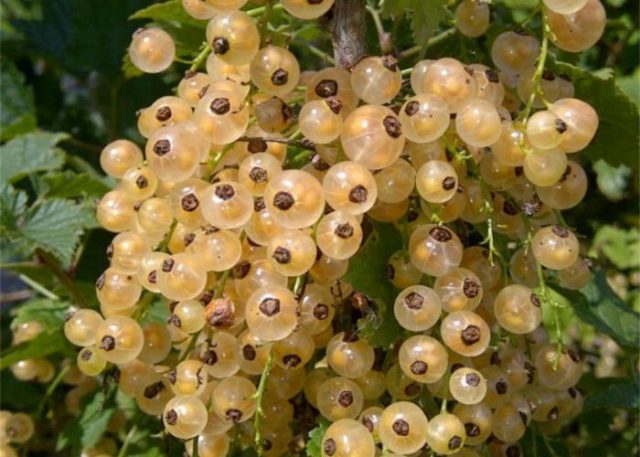 Fruitful sweet currant: red, black, white