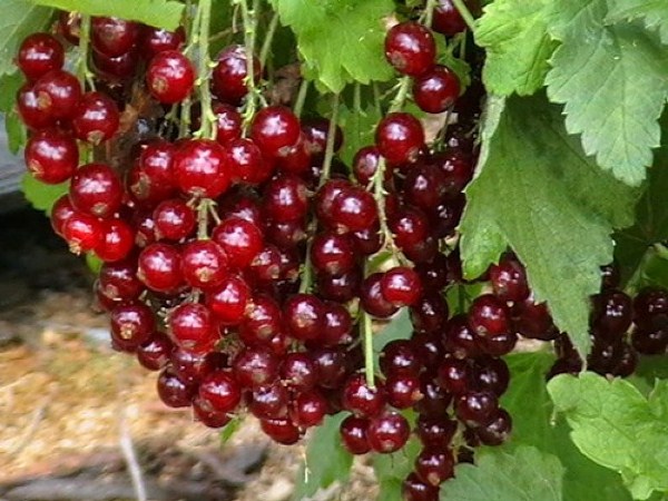 Fruitful sweet currant: red, black, white