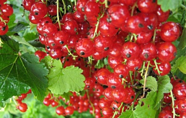 Fruitful sweet currant: red, black, white