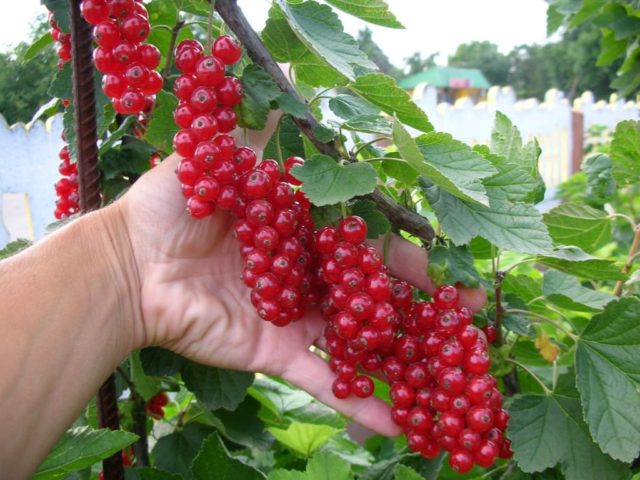 Fruitful sweet currant: red, black, white