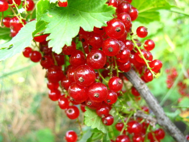 Fruitful sweet currant: red, black, white