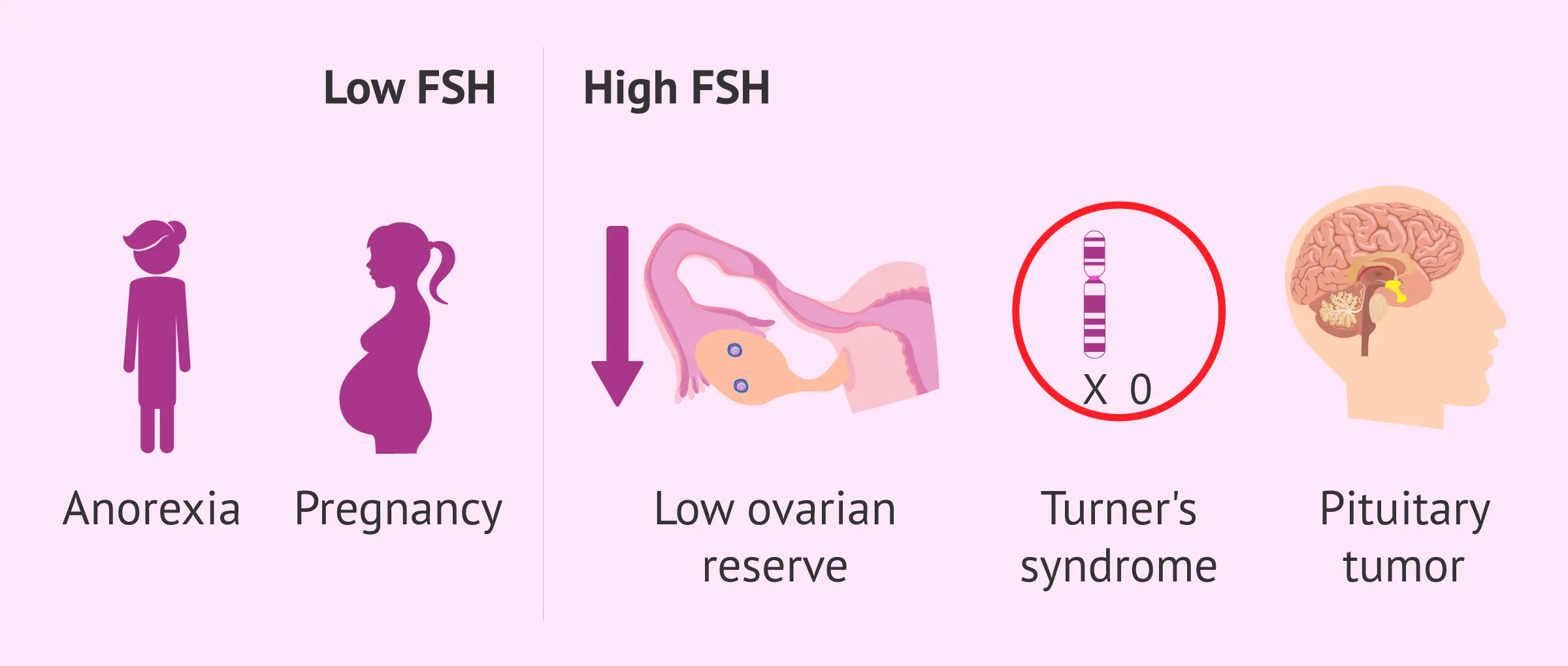 FSH &#8211; what does the test look like? The role and standards of FSH