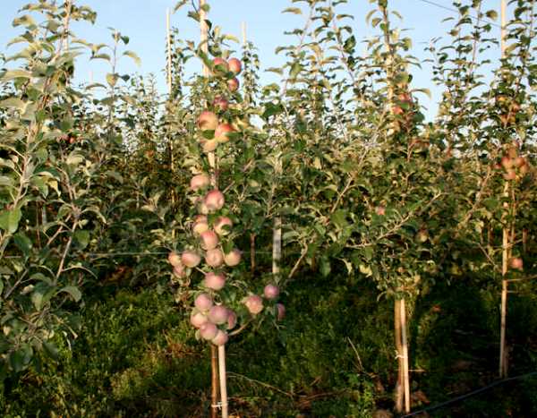 Fuji apple tree: characteristics, advantages and applications