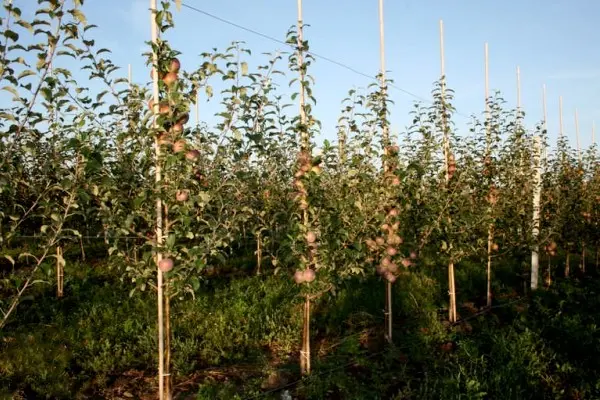 Fuji apple tree: characteristics, advantages and applications