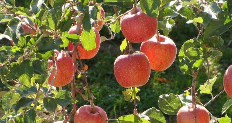 Fuji apple tree: characteristics, advantages and applications