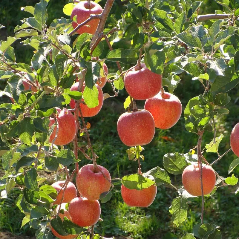 Fuji apple tree: characteristics, advantages and applications