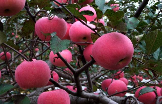 Fuji apple variety