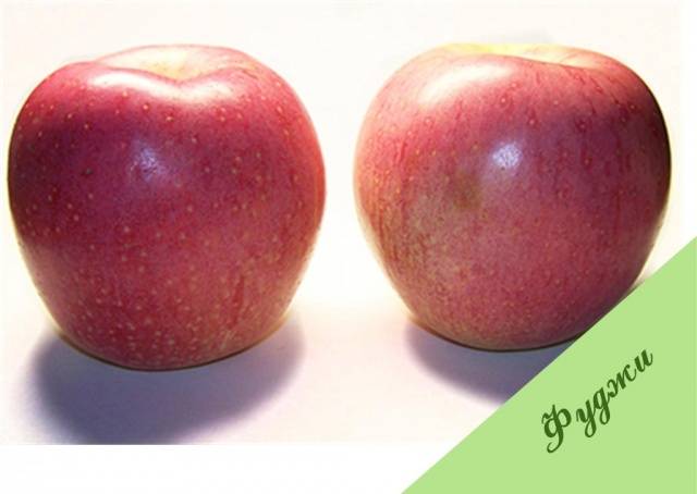 Fuji apple variety