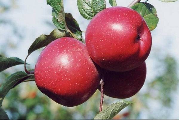 Fuji apple variety