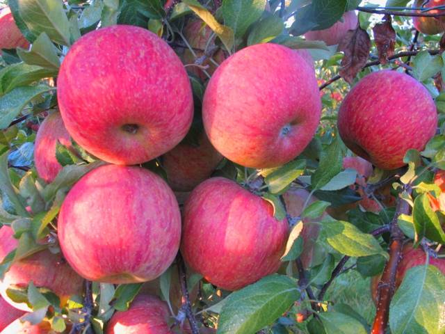 Fuji apple variety