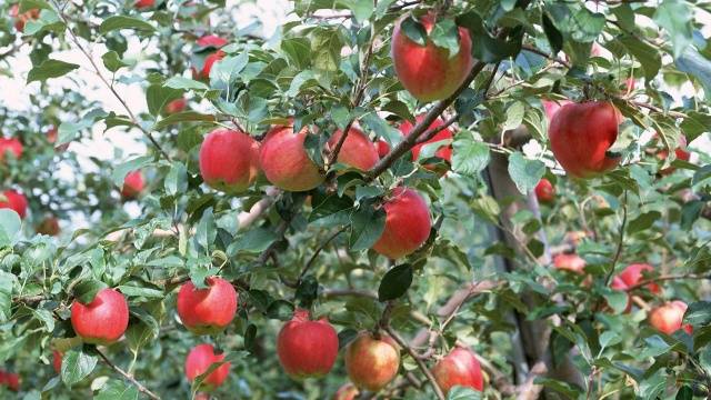 Fuji apple variety