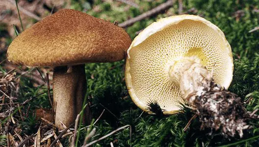 Full-legged butterdish (Suillus cavipes) photo and description