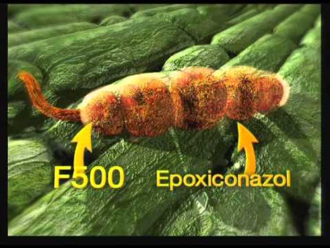 Fungicide Abacus Ultra