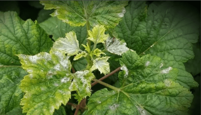 Fungicide Topaz for currants: instructions for use, how to dilute for spraying