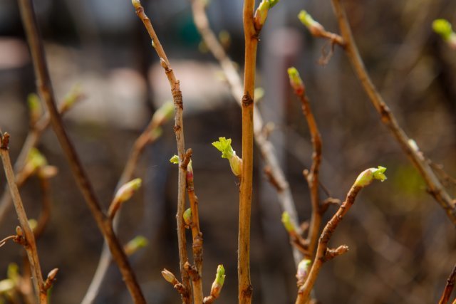 Fungicide Topaz for currants: instructions for use, how to dilute for spraying